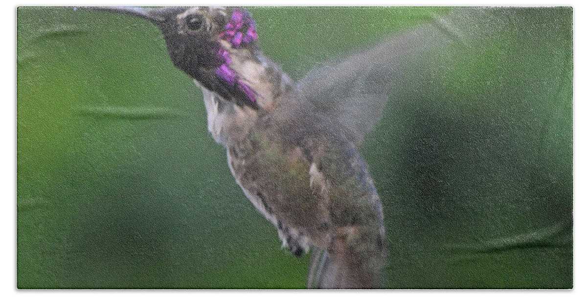 In Flight Bath Towel featuring the photograph Male Anna's Hummingbird In Flight by Jay Milo