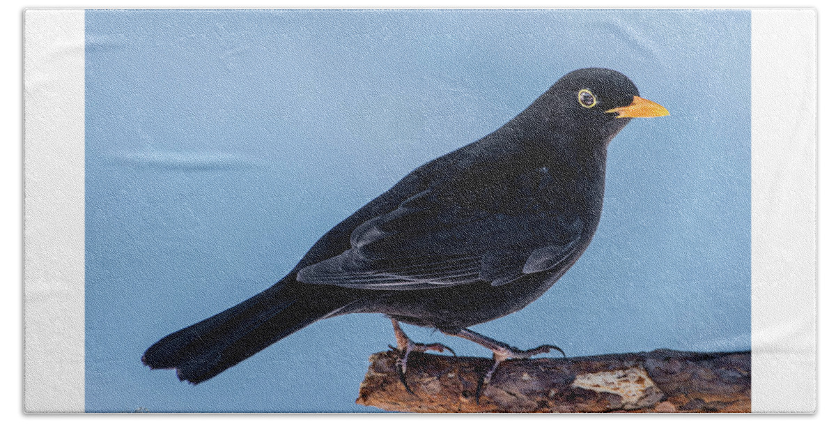 Blackbird Bath Towel featuring the photograph Male blackbird perching on a pine branch in profile by Torbjorn Swenelius