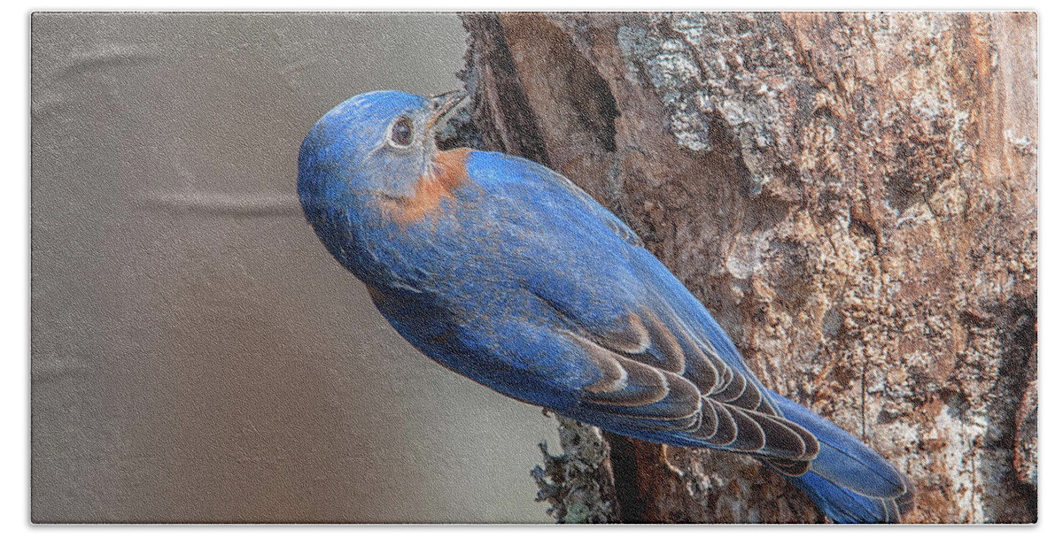 Nature Bath Towel featuring the photograph Male Eastern Bluebird at Nest Hole DSB0292 by Gerry Gantt