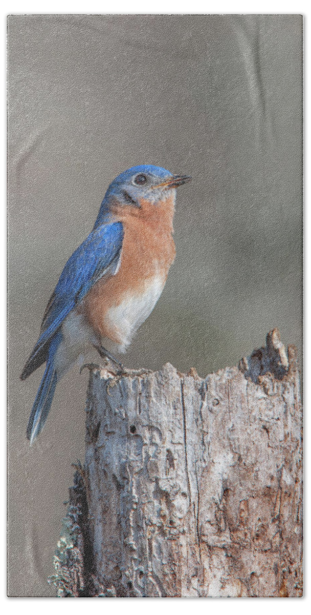 Nature Hand Towel featuring the photograph Male Eastern Bluebird Singing DSB0287 by Gerry Gantt