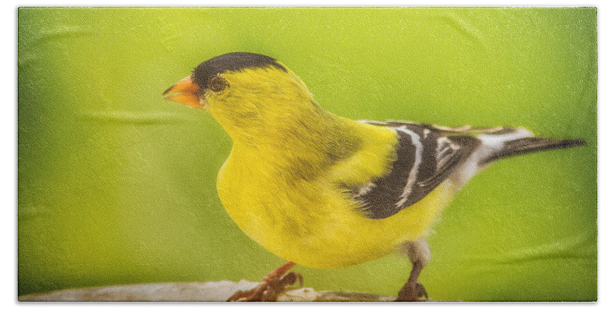 Animals Bath Towel featuring the photograph Male Goldfinch by Rikk Flohr