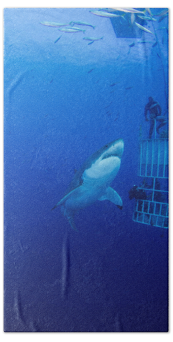 Carcharodon Carcharias Bath Towel featuring the photograph Male Great White With Cage, Guadalupe by Todd Winner