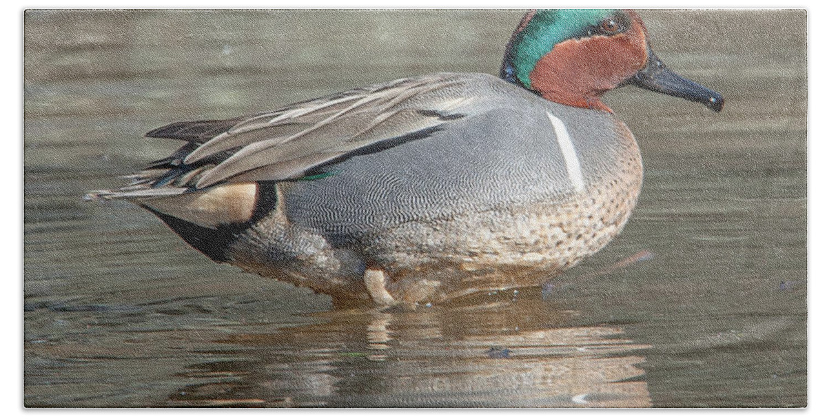 Nature Hand Towel featuring the photograph Male Green-winged Teal DWF0171 by Gerry Gantt