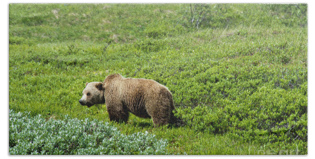 Grizzly Bath Sheet featuring the photograph Male Grizzly Bear by David Arment