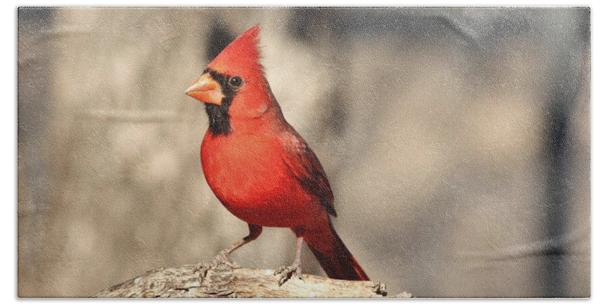 Nature Bath Towel featuring the photograph Male Northern Cardinal by Sheila Brown