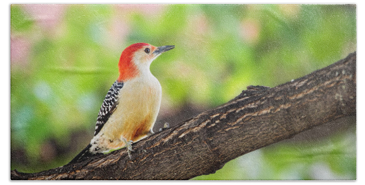 Nature Bath Towel featuring the photograph Male Red-Bellied Woodpecker by Sharon McConnell