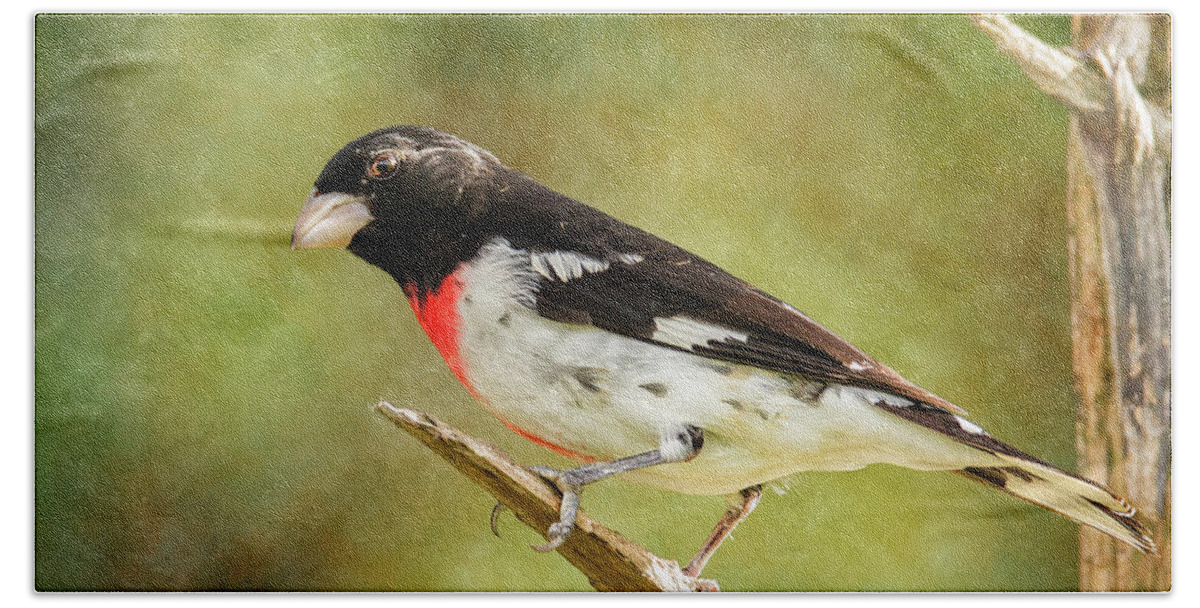 Male Grosbeak Bath Towel featuring the photograph Male Rose-Breasted Grosbeak On Branch by Bill and Linda Tiepelman