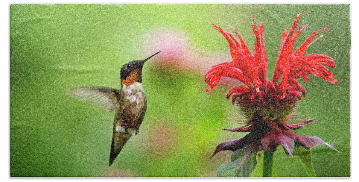 Hummingbird Hand Towel featuring the photograph Male Ruby-Throated Hummingbird Hovering Near Flowers by Christina Rollo