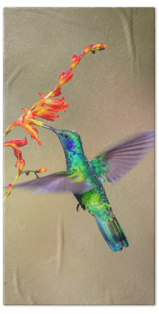 Costa Rica Hand Towel featuring the photograph Male Green Violetear Hummingbird by Fred J Lord