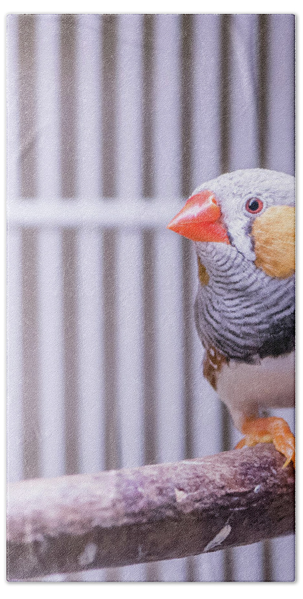 Male Hand Towel featuring the photograph Male Zebra Finch by Jennifer Grossnickle
