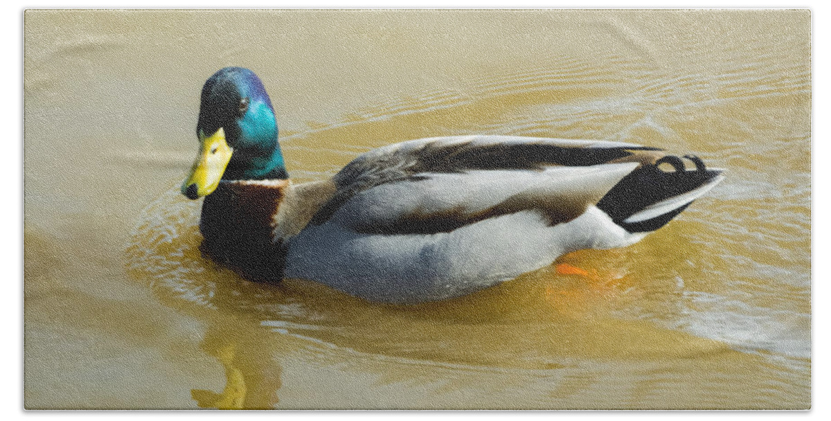 Mallard Bath Towel featuring the photograph Mallard on the River by Holden The Moment