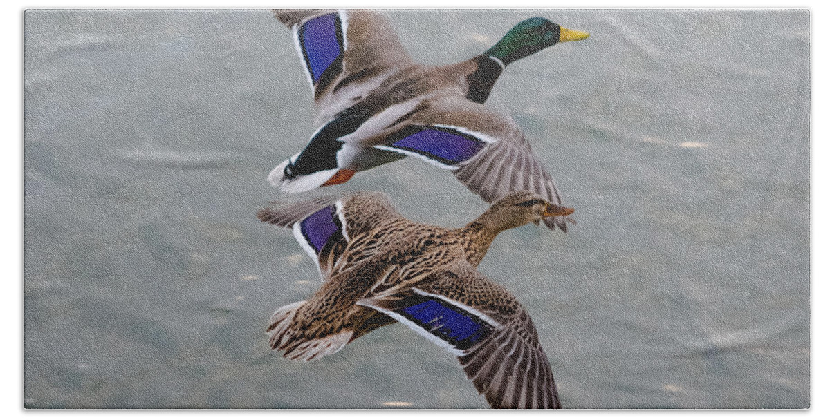 Mallards Bath Towel featuring the photograph Mallards in Flight by Holden The Moment