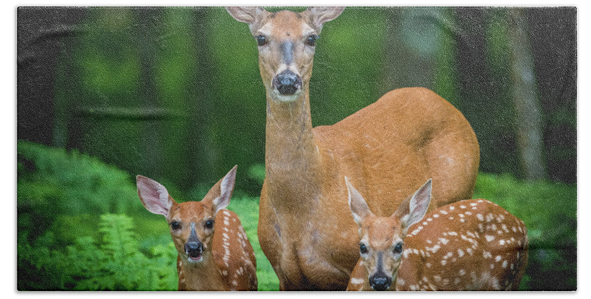 Deer Hand Towel featuring the photograph Mama And Fawns by Paul Freidlund