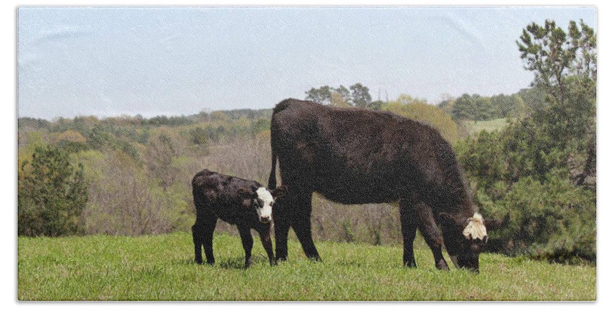 Black Baldy Bath Towel featuring the photograph Mama Cow and Calf in Texas Pasture by Catherine Sherman