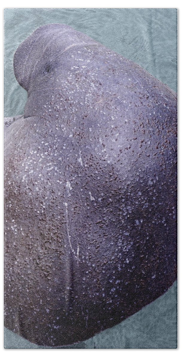 Florida Bath Towel featuring the photograph Manatee Seen From Dock- Up close 2 by Penny Lisowski