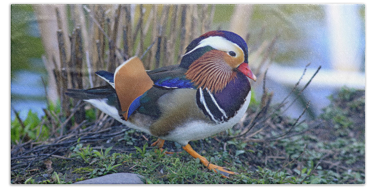 Mandarin On The Move Hand Towel featuring the photograph Mandarin on the move by Lynn Hopwood
