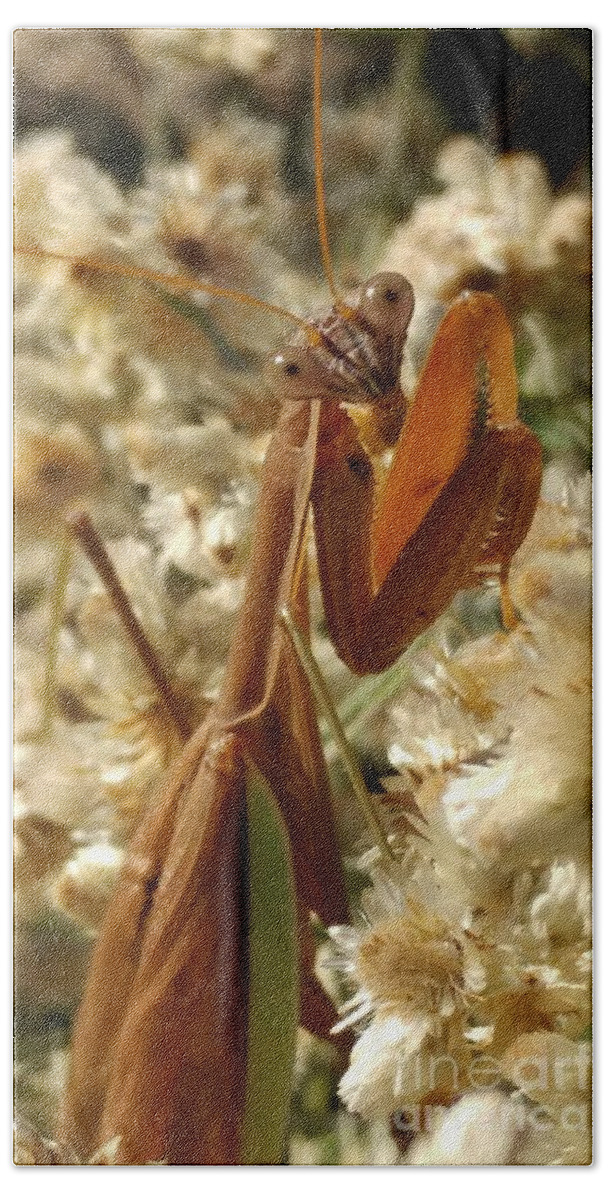 Praying Mantis Hand Towel featuring the photograph Mantis pose by J L Zarek