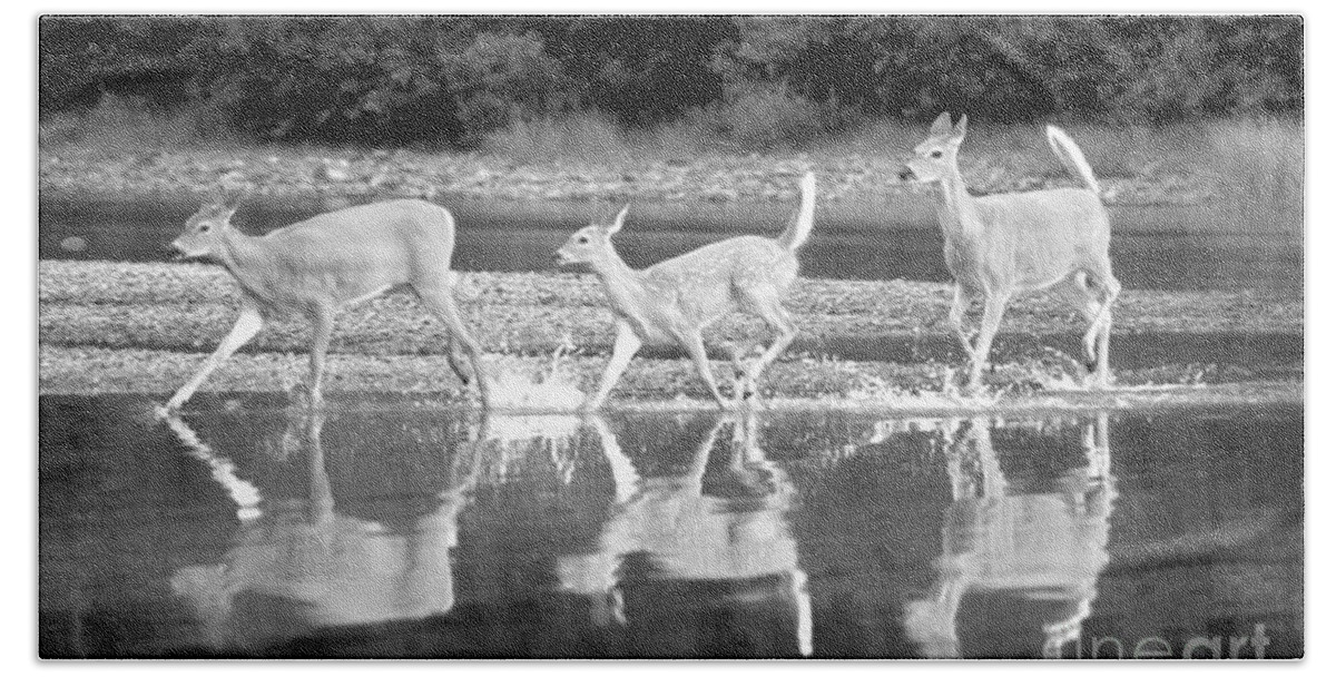  Hand Towel featuring the photograph Many Glacier Deer 1 by Adam Jewell