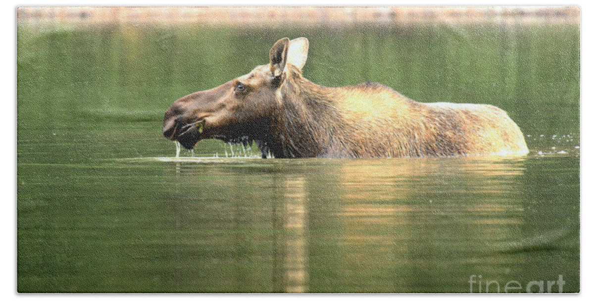  Bath Towel featuring the photograph Many Glacier Moose 7 by Adam Jewell
