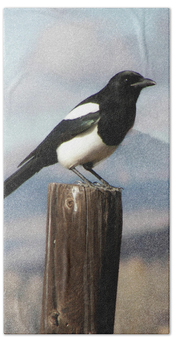  Black-billed Magpie (corvidae Bath Towel featuring the photograph Marty The Magpie by Daniel Hebard