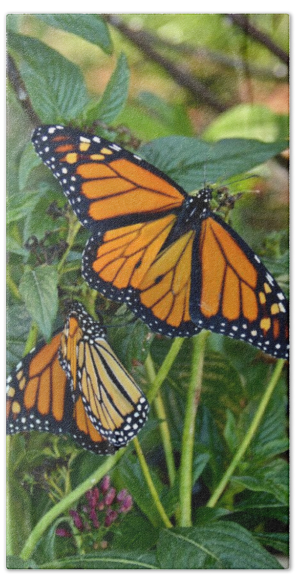 Monarch Hand Towel featuring the photograph Marvelous Monarchs by Carol Bradley