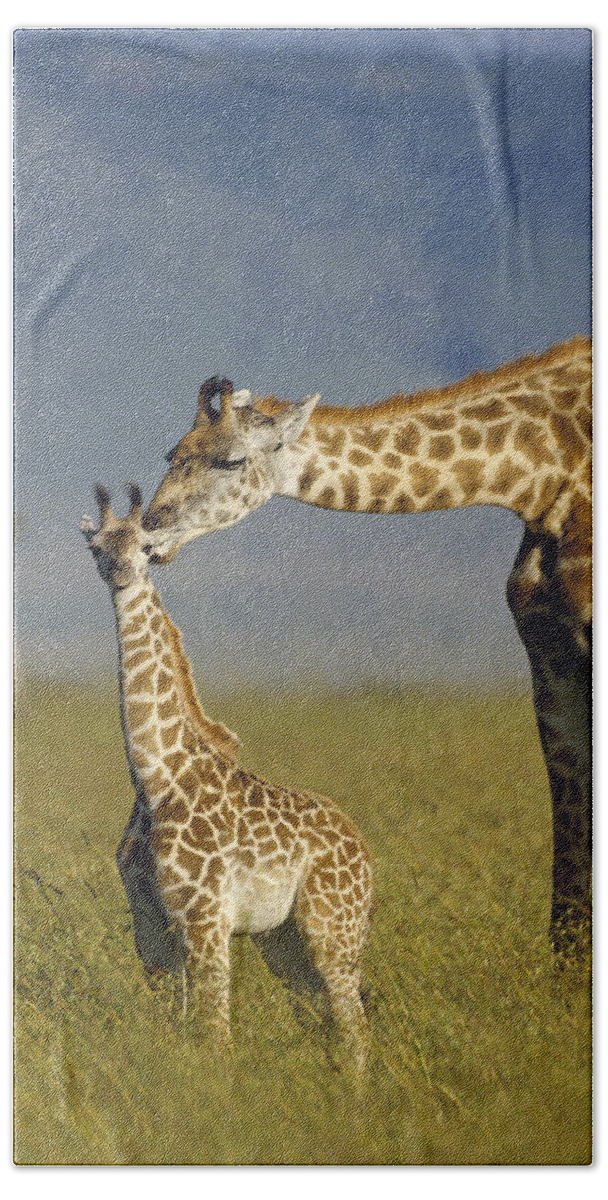 Mp Bath Towel featuring the photograph Masai Giraffe Mother And Young Kenya by Tim Fitzharris