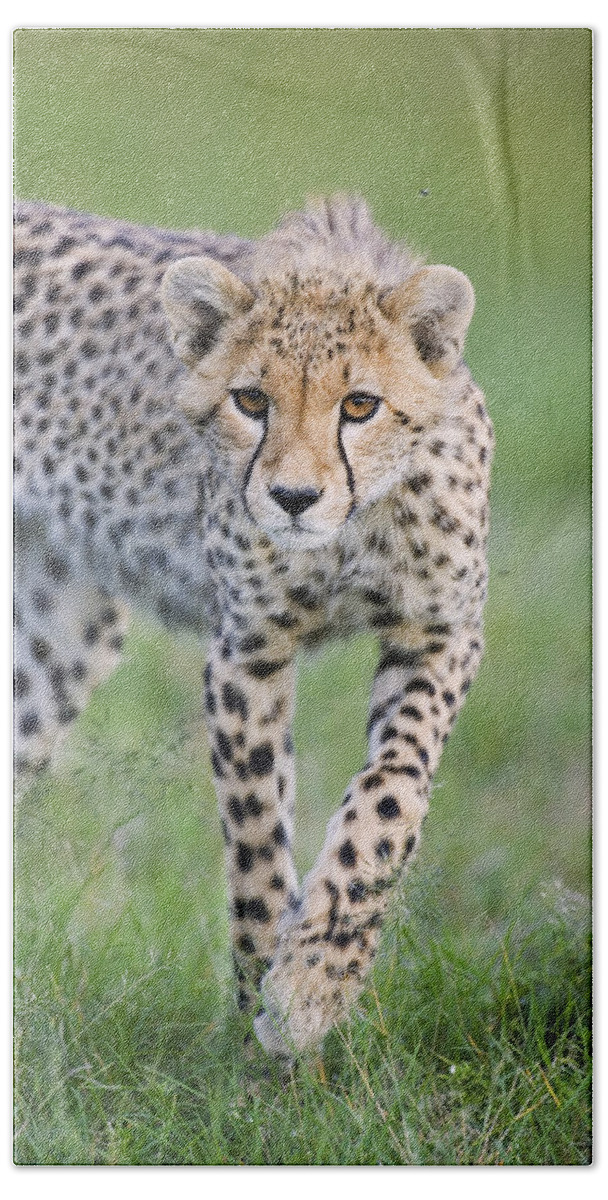 00761688 Bath Towel featuring the photograph Masai Mara Cheetah Cub by Suzi Eszterhas
