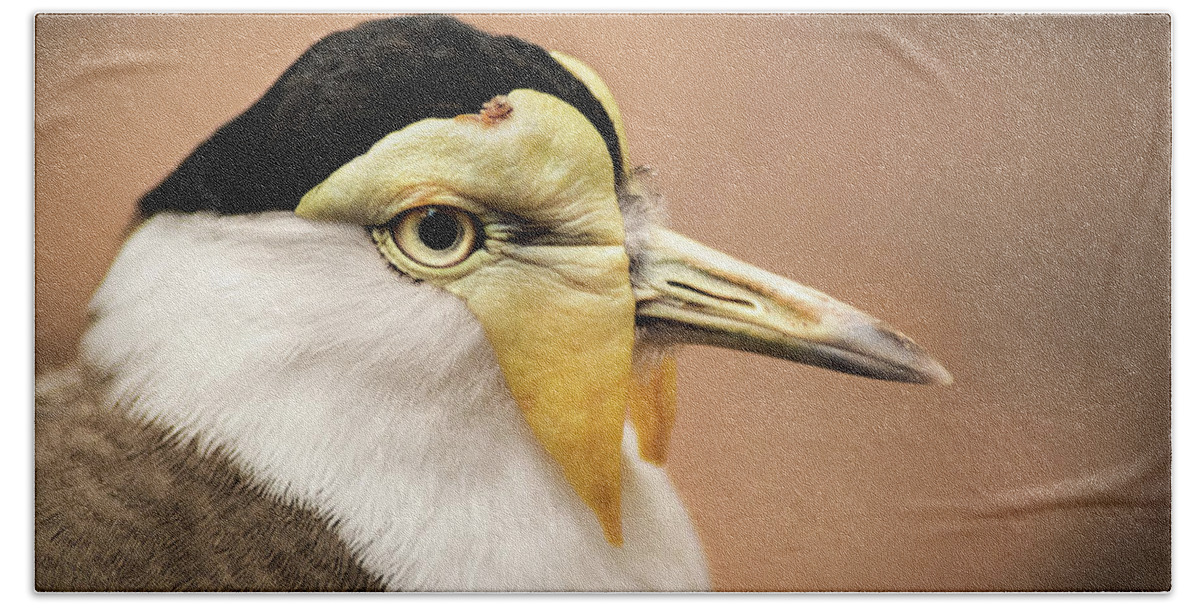 Bird Bath Towel featuring the photograph Masked Lapwing by Don Johnson