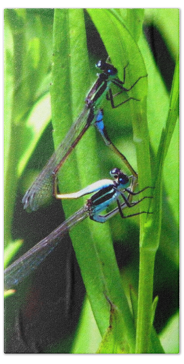 Mating Damselflies Hand Towel featuring the photograph Mating Damselflies by J M Farris Photography
