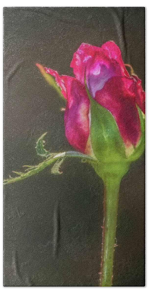 Beautiful Hand Towel featuring the photograph May I Have This Dance by Teresa Wilson