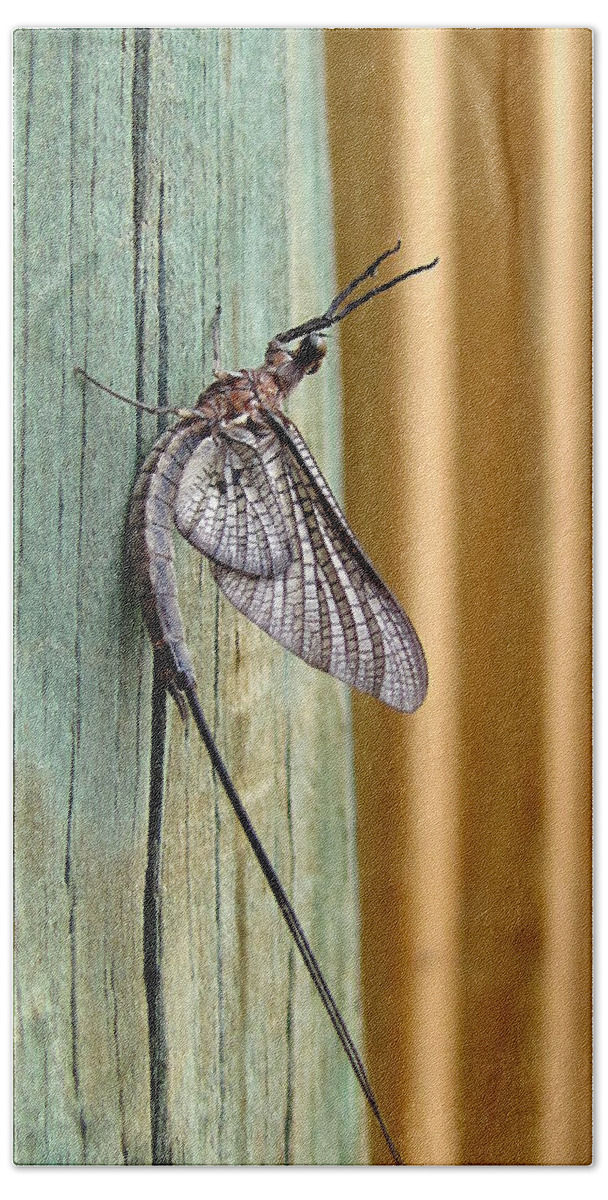 Macro Photography Bath Towel featuring the photograph Mayfly 000 by Christopher Mercer