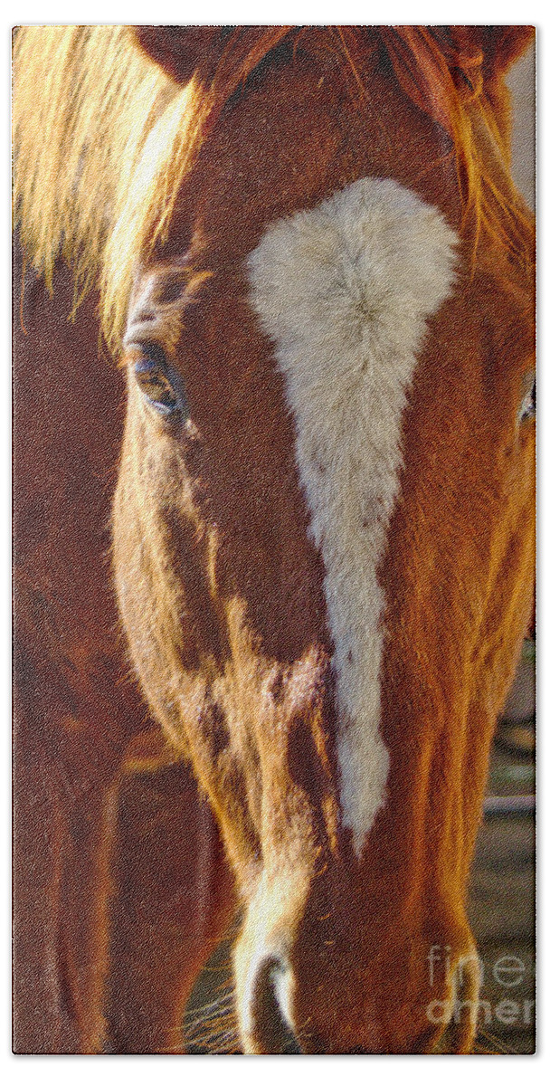 Mccool Hand Towel featuring the photograph McCool, Grandson of Secretariat by Cindy Schneider