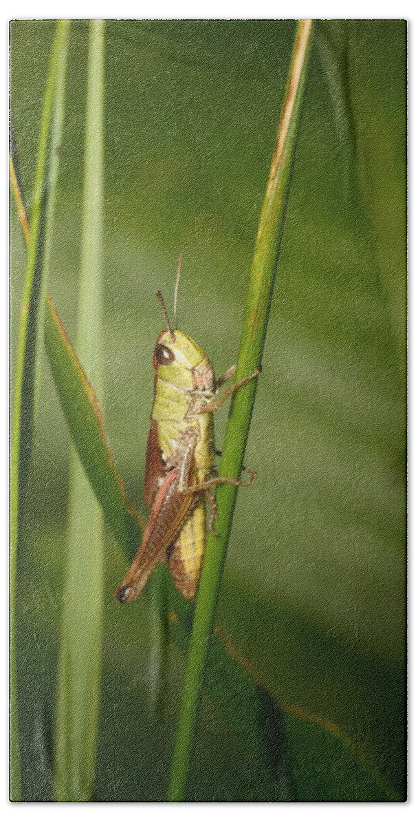 Lehtokukka Hand Towel featuring the photograph Meadow grasshopper by Jouko Lehto