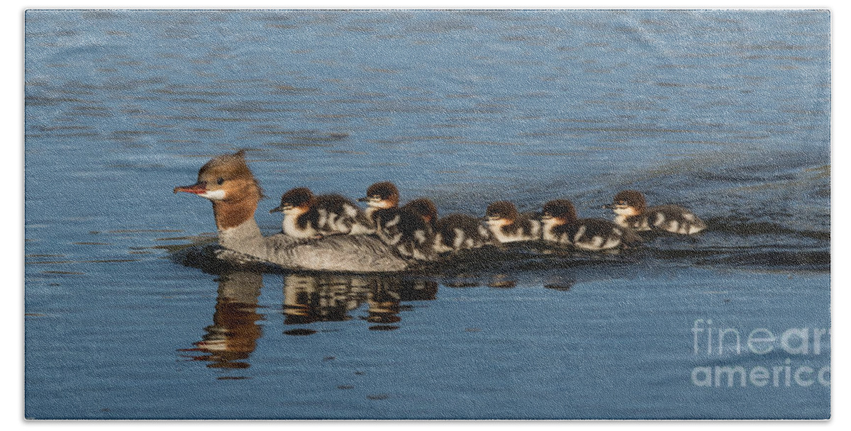 Mommy Merganser Bath Towel featuring the photograph Meet The Mergansers by Mitch Shindelbower