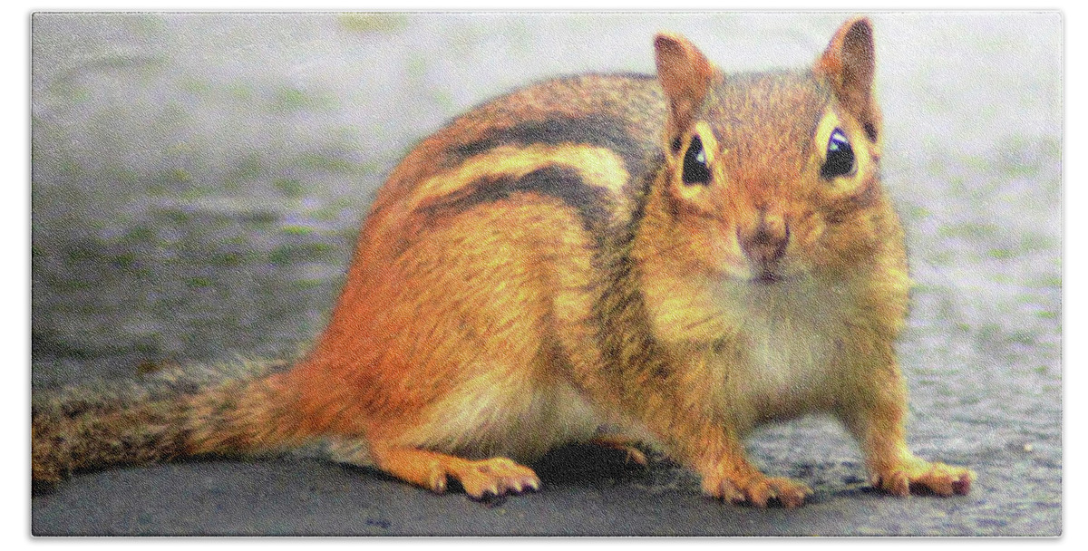 Eastern Chipmunk Bath Towel featuring the photograph Meet Theodore by Kathy Kelly