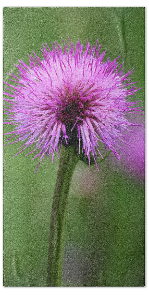 Cirsium Helenioides Bath Towel featuring the photograph Melancholy thistle 4 by Jouko Lehto