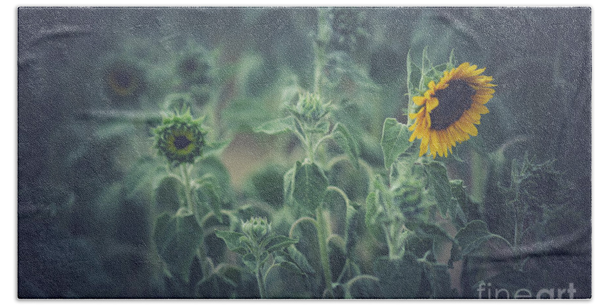 Sunflower Bath Towel featuring the photograph Melancholy by Eva Lechner