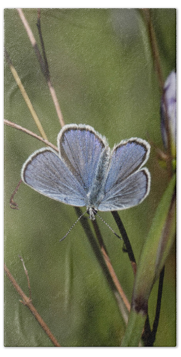 Blue Hand Towel featuring the photograph Melissa Blue Butterfly by Betty Depee