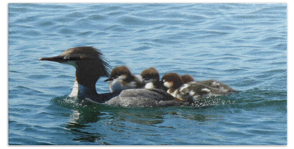 Thousand Island Hand Towel featuring the photograph Merganser and her chicks by Dennis McCarthy