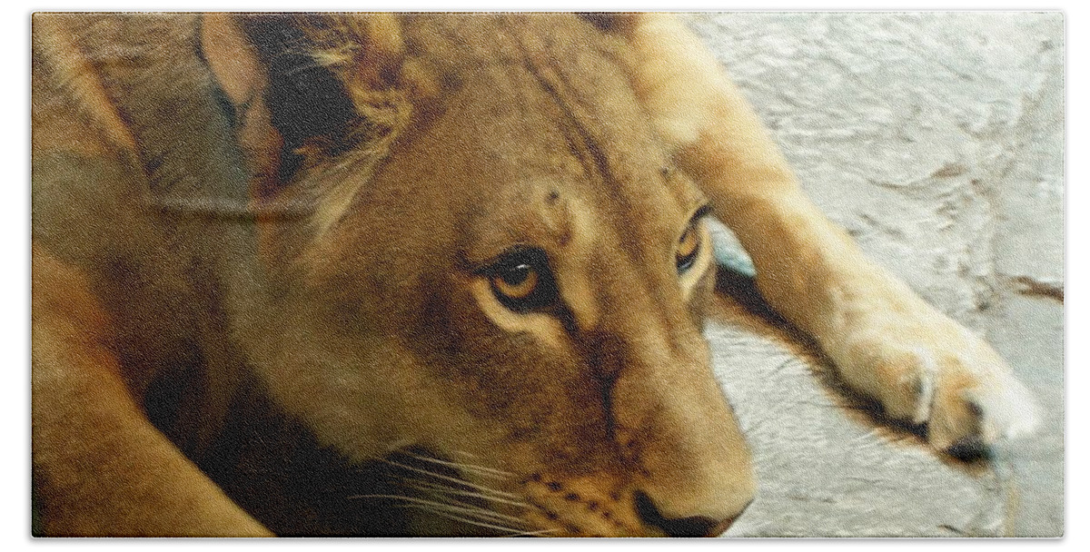Lion Bath Towel featuring the photograph MGM Lion 1 by Eileen Brymer