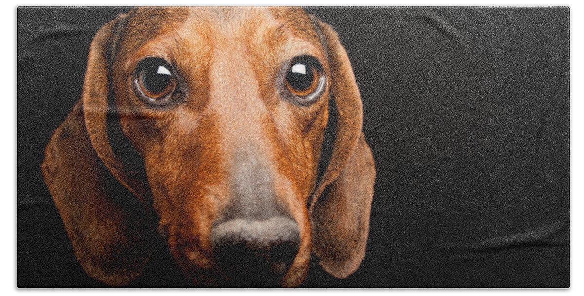 Mike Bath Towel featuring the photograph Mike the Dachshund by SR Green