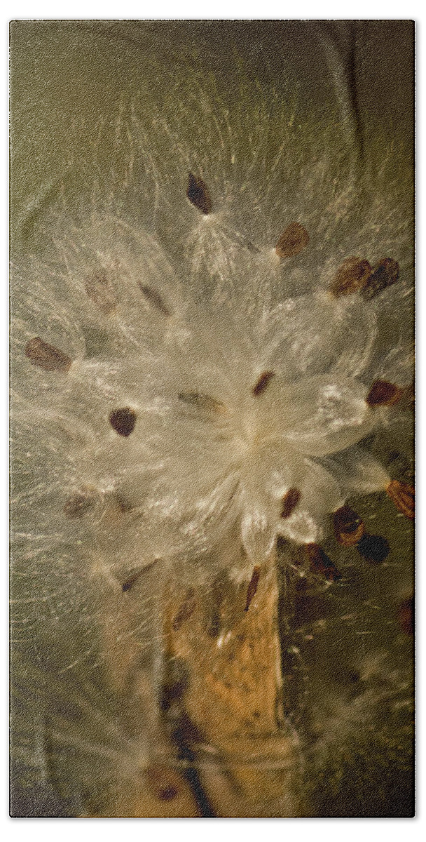 milkweed Portrait Bath Sheet featuring the photograph Milkweed Portrait by Paul Mangold
