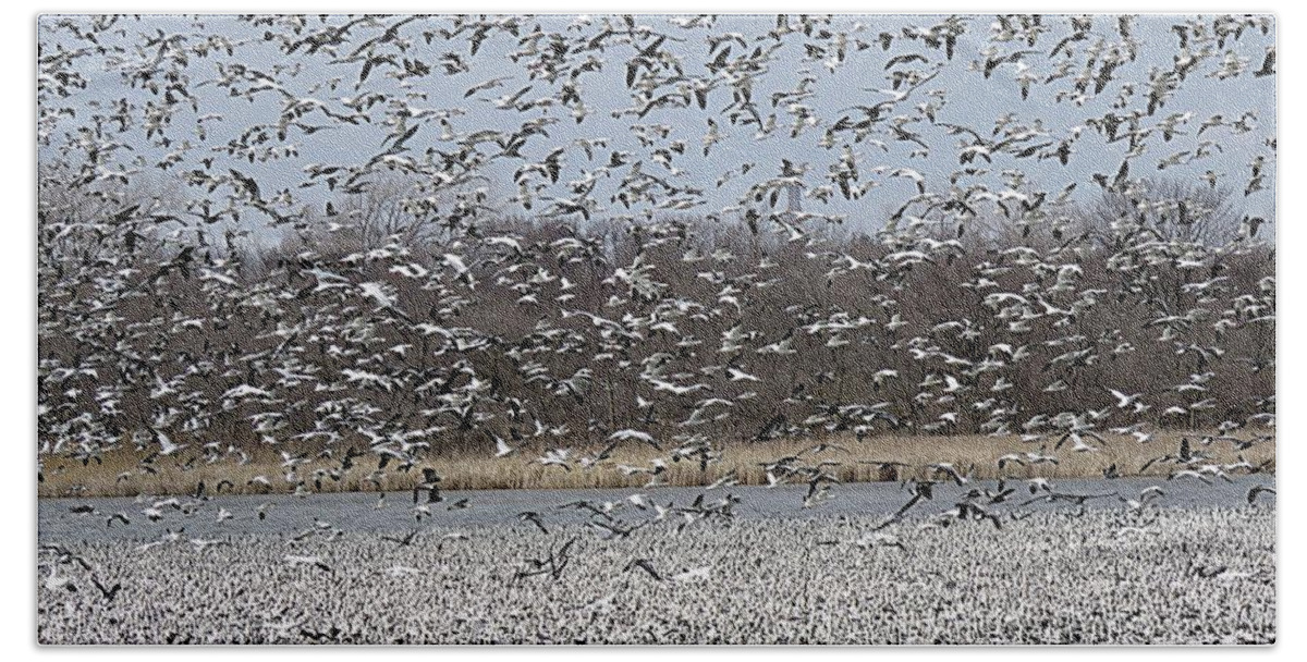 Snow Goose Bath Towel featuring the photograph Million of Snow Goose by Yumi Johnson