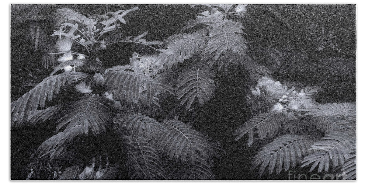Mimosa Bath Towel featuring the photograph Mimosa Black And White by Mike Eingle