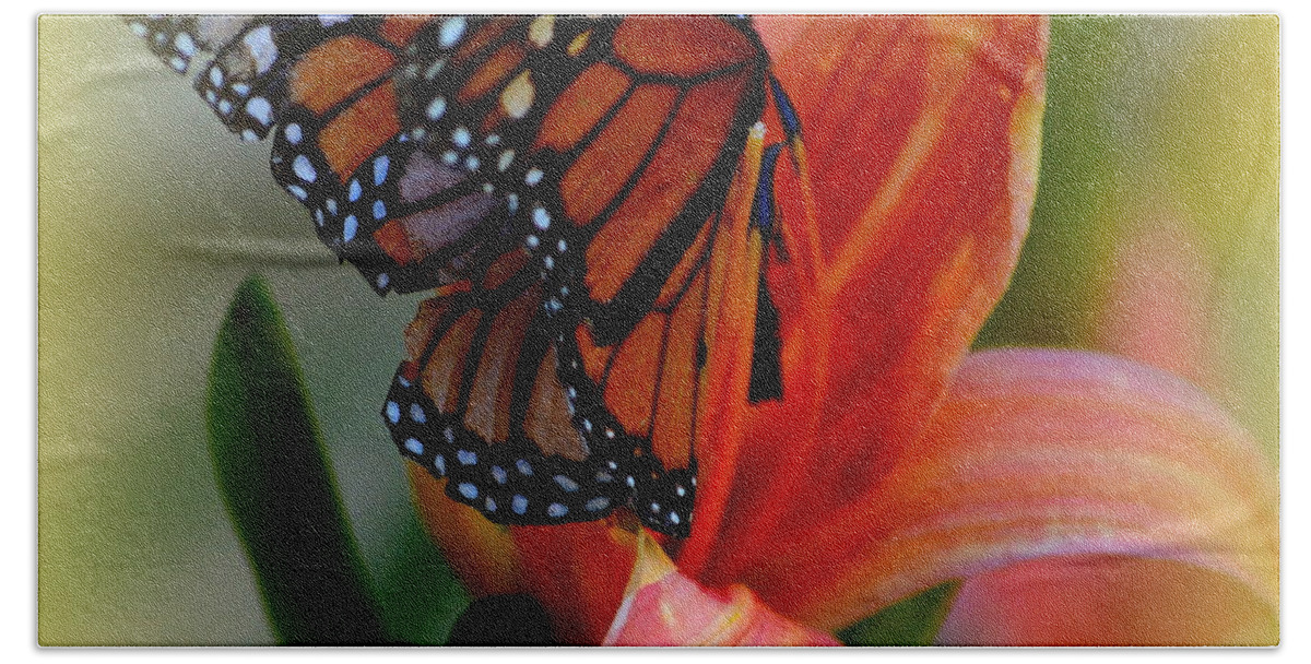 Tiger Lilly Bath Towel featuring the photograph Mingle With A Monarch by Kimberly Woyak