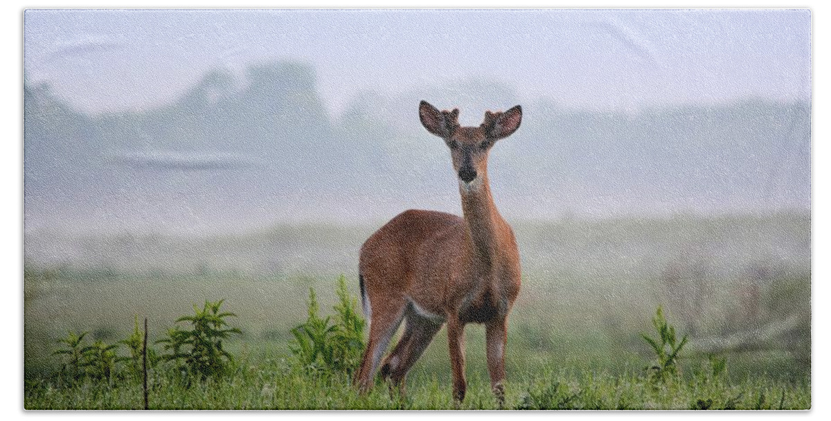 Deer Bath Towel featuring the photograph Misty Buck by Bonfire Photography