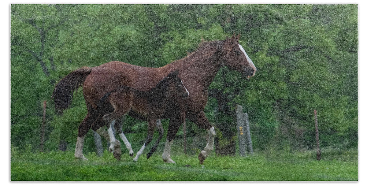 Equine Hand Towel featuring the photograph Mom and Me by Pamela Williams