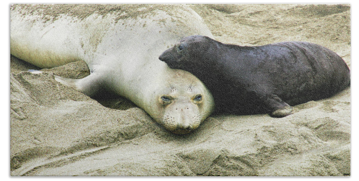 Elephant Seal Bath Towel featuring the photograph Mom and Pup by Anthony Jones