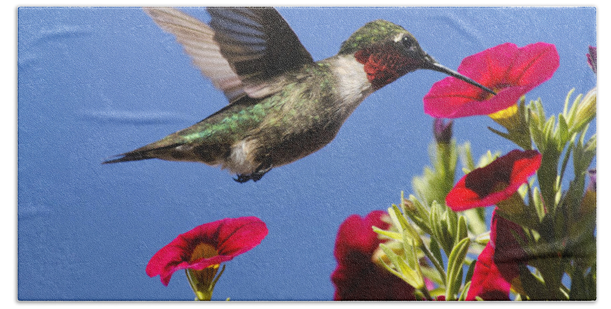 Birds Bath Towel featuring the photograph Moment Of Joy Hummingbird Square by Christina Rollo