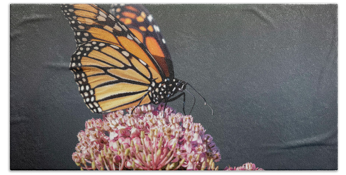 Monarch Butterfly Bath Towel featuring the photograph Monarch 2018-6 by Thomas Young